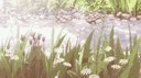 our /lost dreamz banner