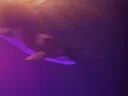 SHAMUS Discord server banner