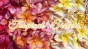 🌼 𝓣ropical 𝓢isters 🌸 banner