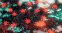 🍁 𝙈𝙖𝙥𝙡𝙚™ banner
