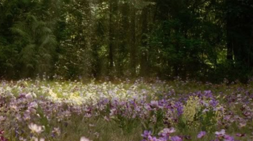 🌿𝙾𝚞𝚛 𝚏𝚕𝚘𝚠𝚎𝚛 𝙵𝚘𝚛𝚎𝚜𝚝🪻 Discord server banner