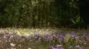 🌊𝙾𝚞𝚛 𝙵𝚕𝚘𝚠𝚎𝚛 𝙵𝚘𝚛𝚎𝚜𝚝🍃 server banner