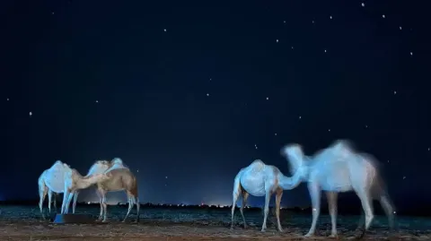 المـلـتـقـى banner