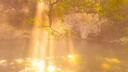 serene sanctuary 18+ Banner