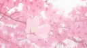 ⋆˙❀ sakura nation ❀˙⋆ server banner