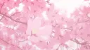 ⋆˙ sakura nation ˙⋆ Banner