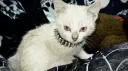 𝒄𝒂𝒕𝒃𝒐𝒚 𝒃𝒂𝒔𝒆𝒎𝒆𝒏𝒕 Discord server banner