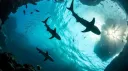 🌴🐟𝑂𝑐𝑒𝑎𝑛𝑖𝑐 𝑜𝑎𝑠𝑖𝑠🐟🌴 banner