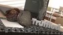 Truffled | UBG banner