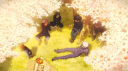 /mizo server banner