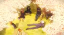 /mizo server banner