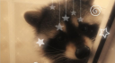 Grunge Raccoon Cult Discord server banner
