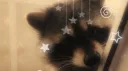 Grunge Raccoon Cult server banner