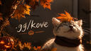 𝜗ৎ⭑ Kove Banner