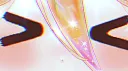 ₍ ᴇᴇᴘʏ ₎ ᵍᵃᵐᵉʳ ᵍᵘᶦˡᵈ Discord server banner