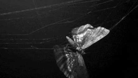 โโฝโห.๐๐๐ ๐ผ๐๐๐๐๐ ๐ธ๐ป+.หโโพโ Discord server banner