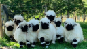 SheepyLand🐏🌻 Discord server banner