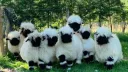 SheepyLand🐏🌻 server banner