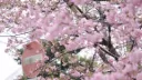 blush 🌸 socialㆍgiveawayㆍtagsㆍemotesㆍvcㆍWIP banner