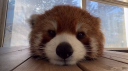 The Den ⟡⋆ Discord server banner