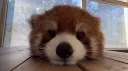 The Den ⟡⋆ Discord server banner
