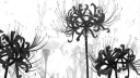 𝄞𓈒 ‿◞ kizuki𓈒 Discord server banner