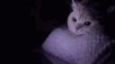 𝓚𝓞𝓒𝓘𝓐𝓚𝓞𝓦𝓞 banner