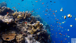 The Reef server banner
