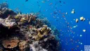 The Reef Discord server banner