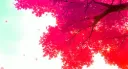 Imperia X banner