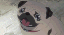 Pug Dynasty banner