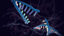Biomaxxing banner