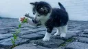 K1rya's Kittens server banner