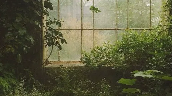 🌳 ✮ denver's den ⋆. 🍃 Discord server banner