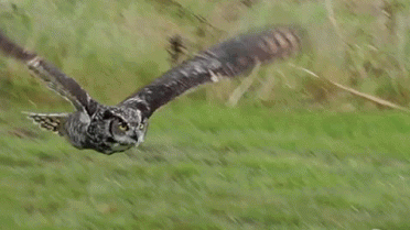 MildVision Solutions Discord server banner