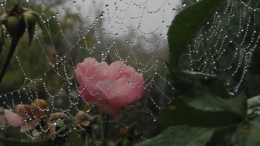 Of Thistles and Thorns, Institute 🧙 Discord server banner