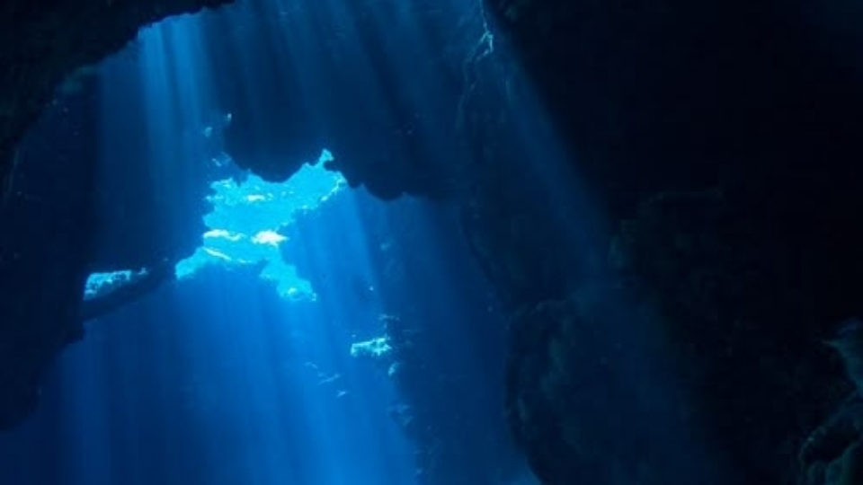 𓇼 ⋆.˚ 🪼 𝑺𝒊𝒓𝒆𝒏𝒔 𝑪𝒐𝒗𝒆 Discord server banner