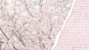 ౨ৎ    ┆  @   —   cupid’s arrow   !  ✩ banner