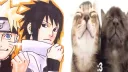˖ᡣ𐭩﹕/𝖭𝖺𝗋𝗎𝗌𝖺𝗌𝗎  .ᐟ ! 🍥🍅 banner