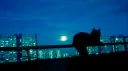 🌙 Cattitude Discord server banner
