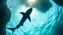 Oceanic Oasis Discord server banner