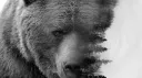 ツ Old Friends banner