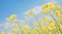The Duck Pond server banner