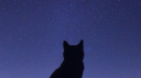 Warriors: Silence of Silverpelt Discord server banner