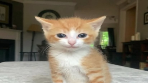 BRAH GANG Discord server banner