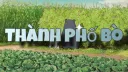 Thành Phố Bò banner