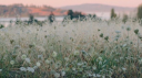 ♤ The Spade | Miisas Server ♤ server banner
