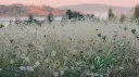 ♤ The Spade | Miisas Server ♤ server banner