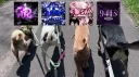 KORRUPT #7s banner