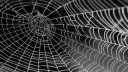 𝕲𝖗𝖆𝖛𝖊𝖞𝖆𝖗𝖉 server banner
